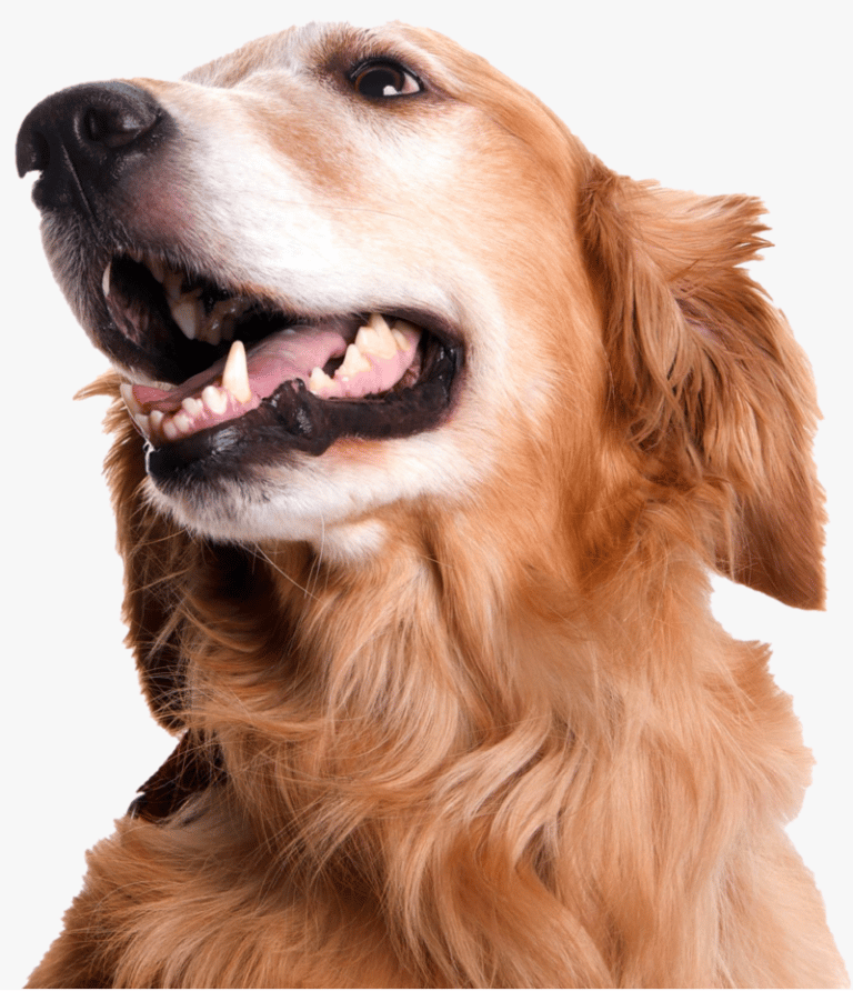 At What Age Does A Golden Retriever’s Teeth Develop and Grow?