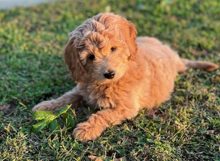 Top 16 Best Goldendoodle Breeders in North Carolina (NC)