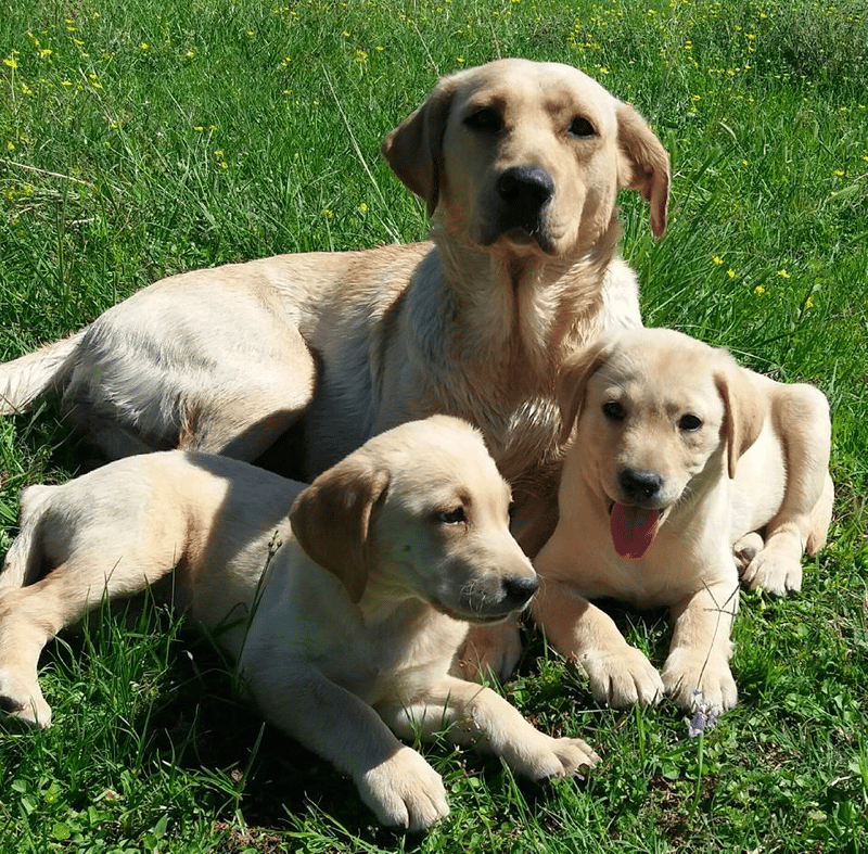 Hunters Creek Retrievers