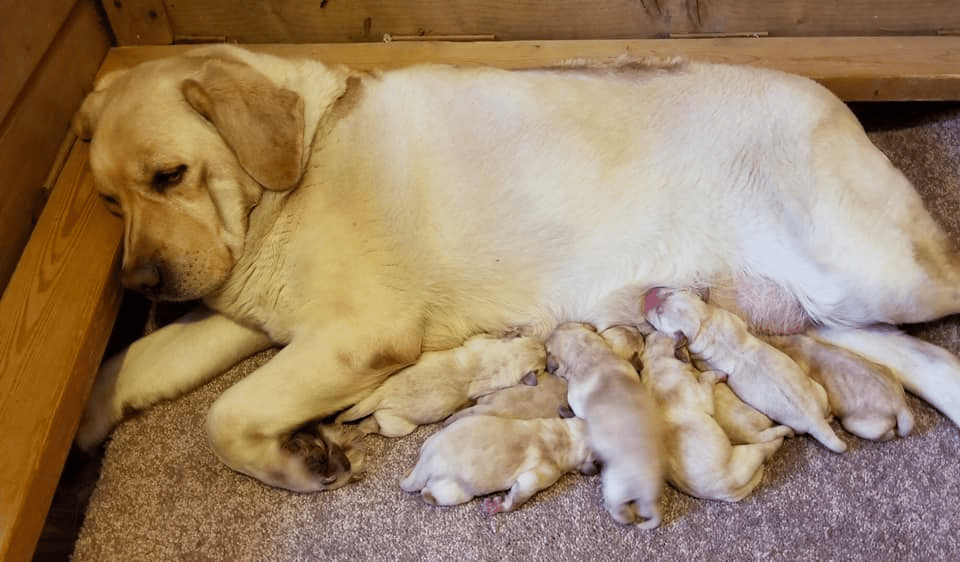 Integrity Farm - Labrador Retrievers