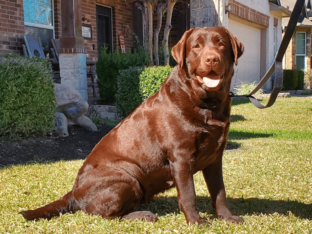 Labs4Ever Labradors