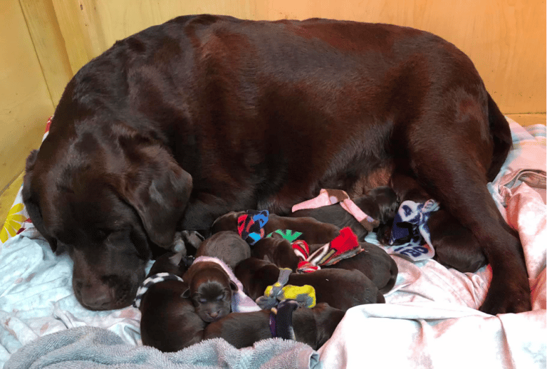 Top 10 Best Labrador Retriever Breeders in Virginia (VA)