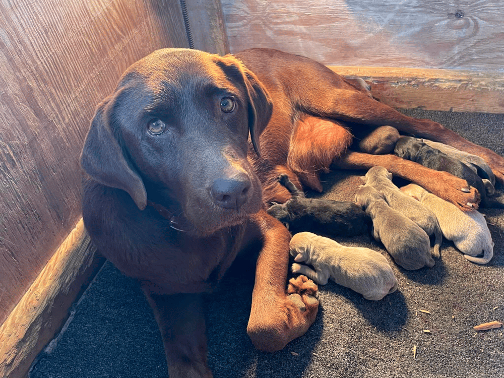 Labrador puppies for sale in North Carolina