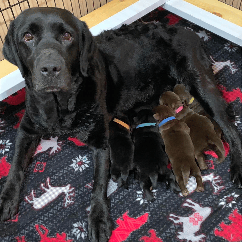 Labrador Retriever Puppies For sale in New York