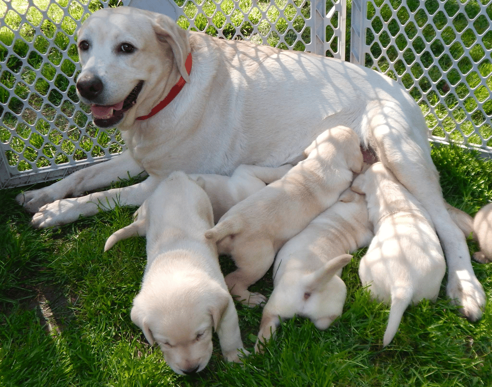 Reputable Labrador Breeders in Virginia