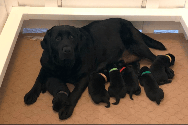 Top 10 Best Labrador Retriever Breeders in North Carolina (NC)
