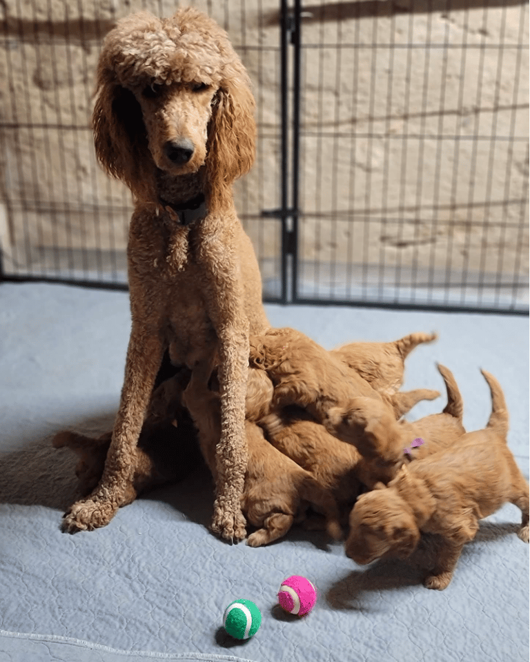 Top 10 Best Goldendoodle Breeders in Wisconsin (WI)