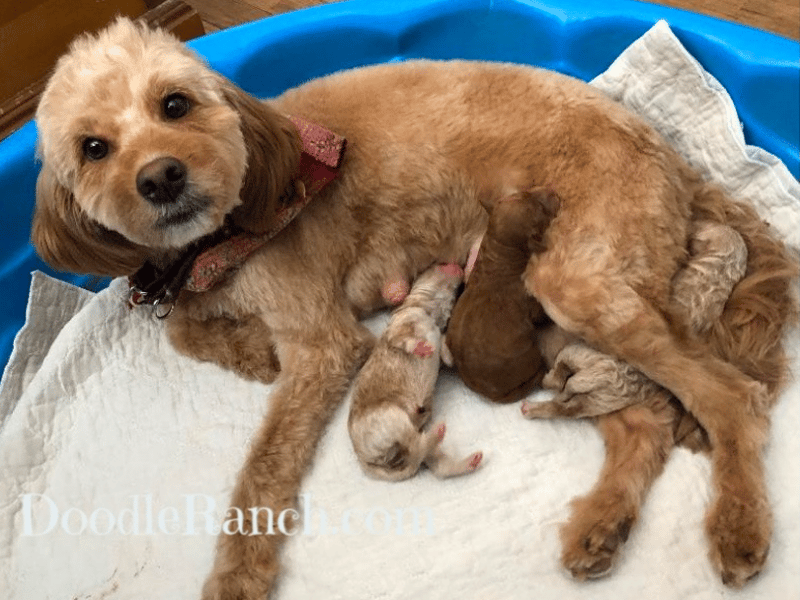 Top 11 Best Goldendoodle Breeders In Michigan (MI)