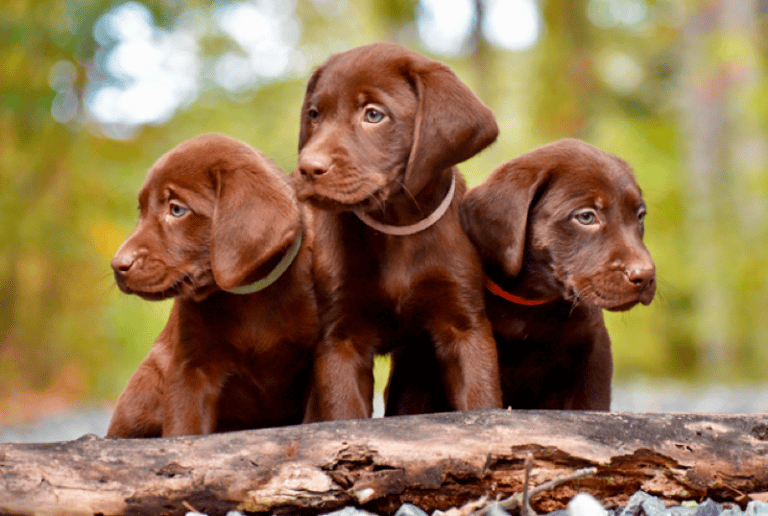 Top 10 Best Labrador Retriever Breeders in Virginia (VA)