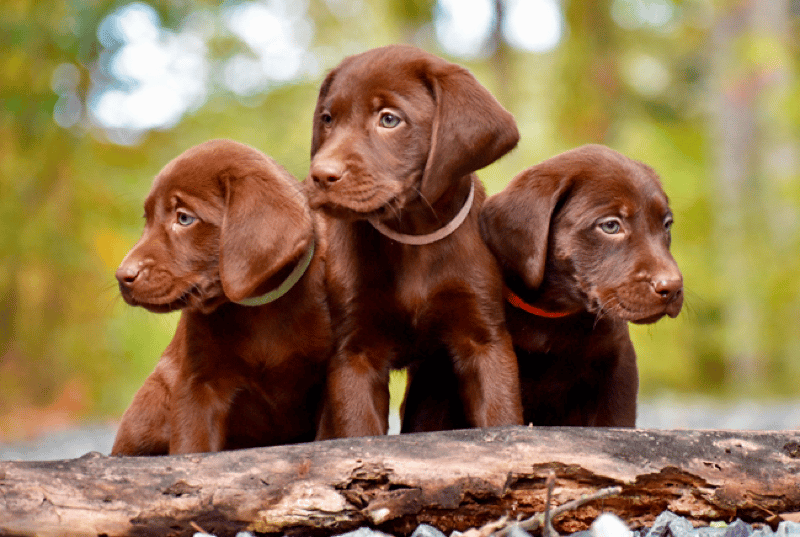 Labrador Puppies for sale in Virginia