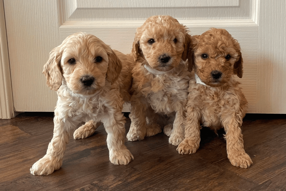 Goldendoodle Puppies For Sale In Pennsylvania