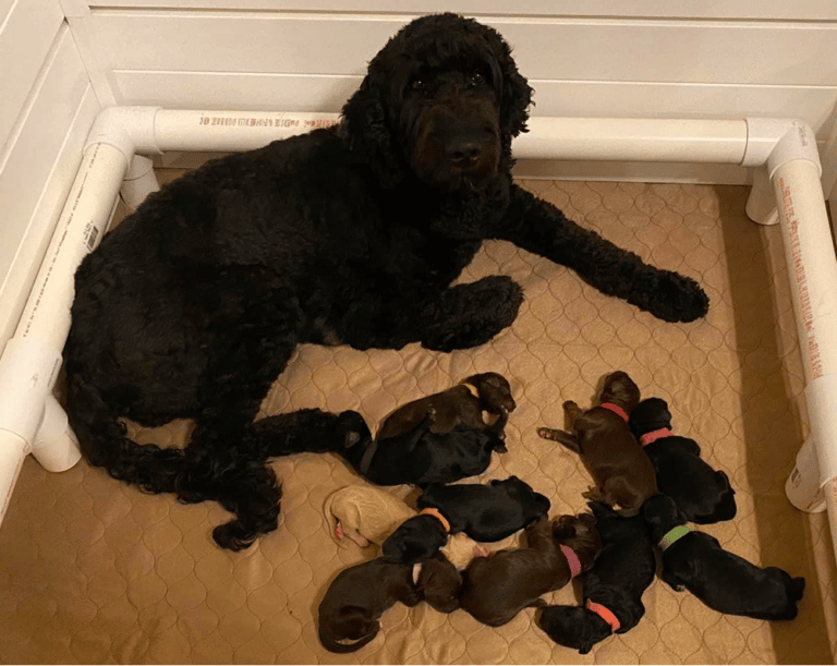 Top 11 Best Goldendoodle Breeders In Michigan (MI)