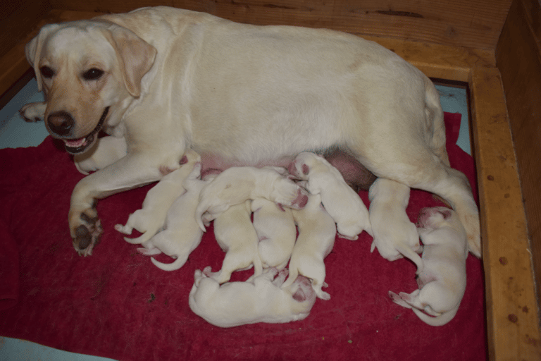 Top 10 Best Labrador Retriever Breeders in New York (NY)