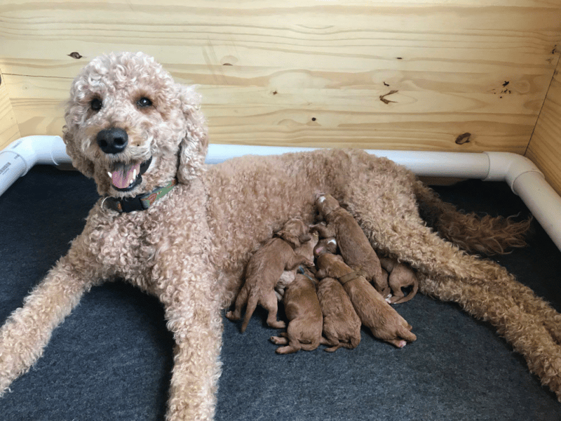 Top 14 Best Goldendoodle Breeders in Colorado (CO)