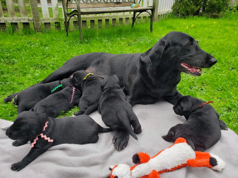 Top 10 Best Labrador Retriever Breeders in New York (NY)