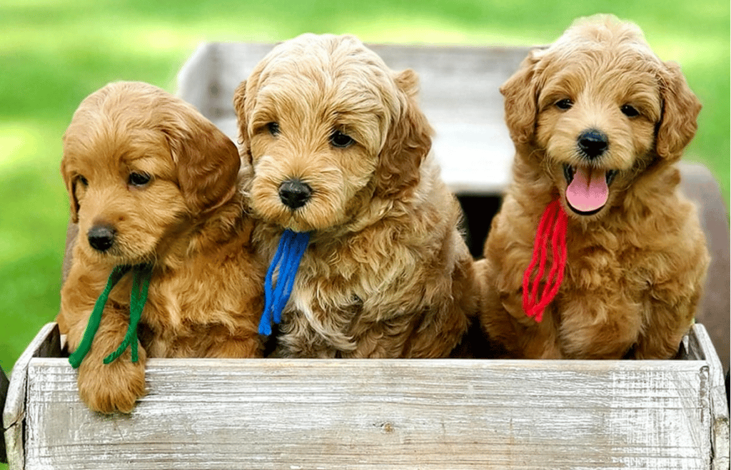 Goldendoodle Puppies in Texas