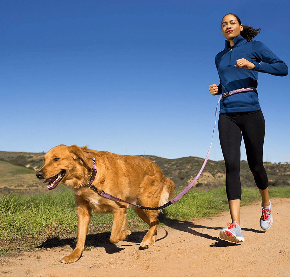 How to Train Your Golden Retriever to Run With You