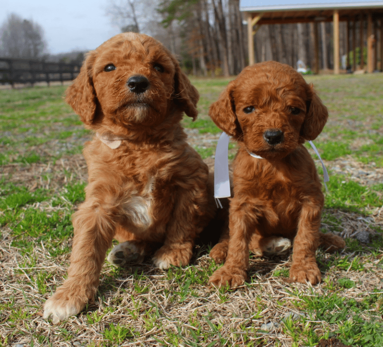 Top 16 Best Goldendoodle Breeders in North Carolina (NC)