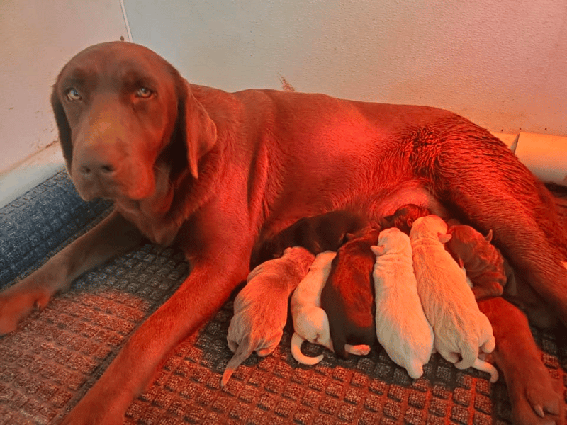 Top 10 Best Labrador Retriever Breeders in North Carolina (NC)