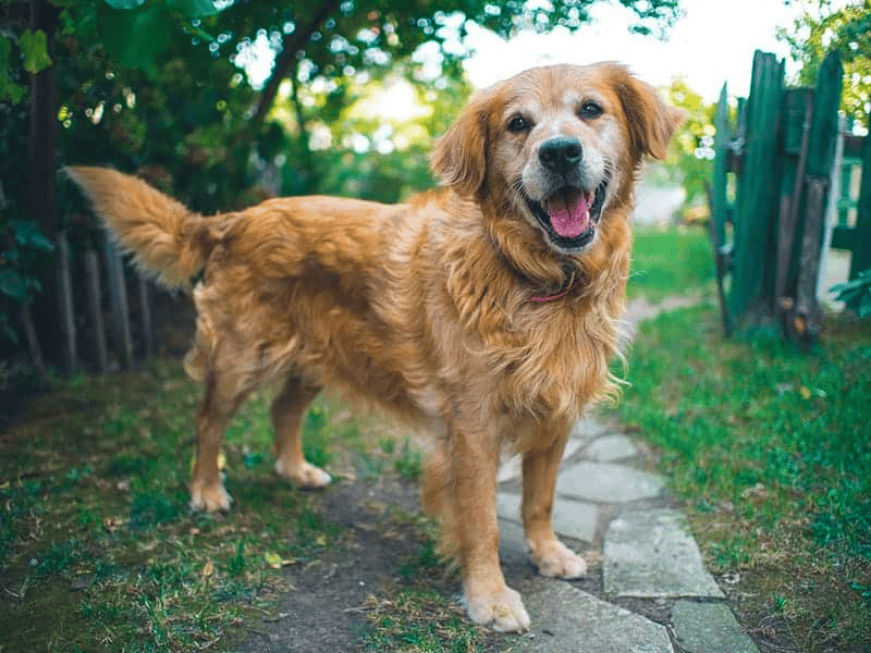 What Does A Corgi Retriever Look Like