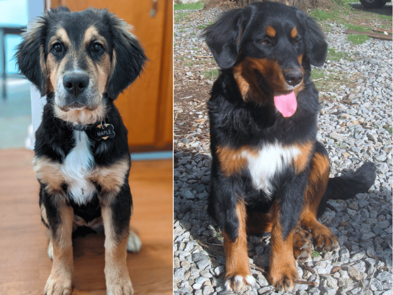 Bernese Mountain Dog Golden Retriever Mix Gentle, Loyal, and Smart