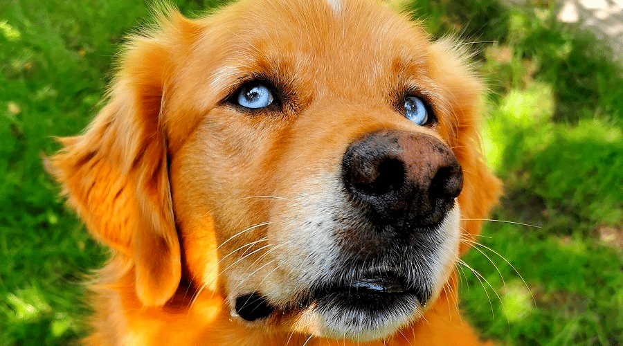 blue-eyed golden retriever