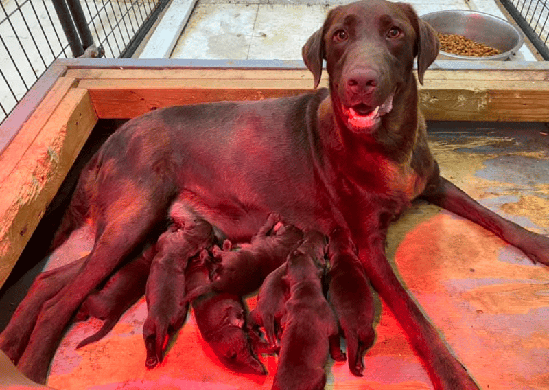 chocolate Labrador retriever puppies in Texas