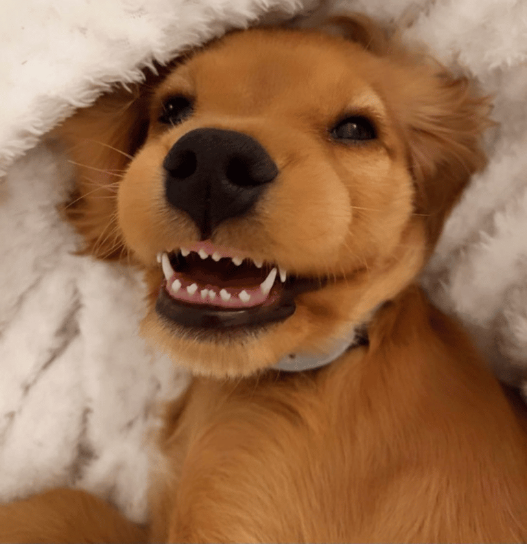 At What Age Does A Golden Retriever’s Teeth Develop and Grow?