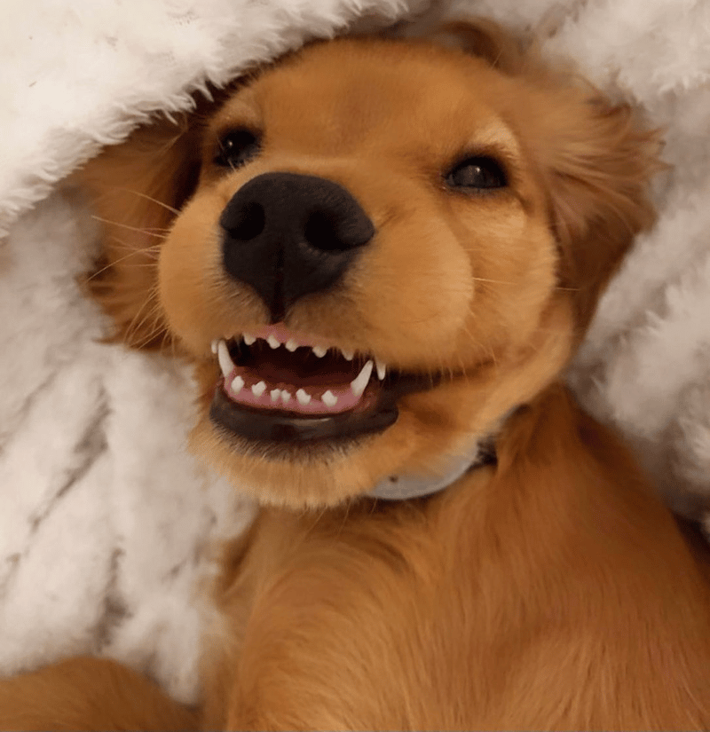 When Do Golden Retrievers Lose Their Baby Teeth?