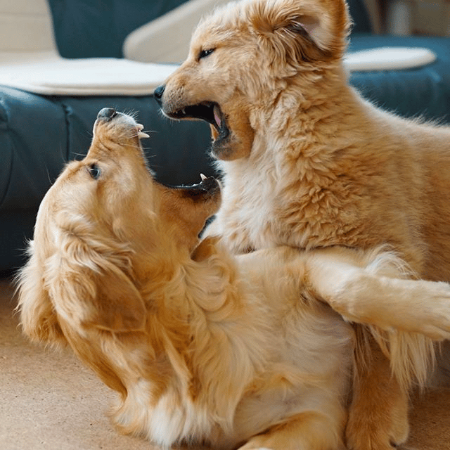 golden retriever puppy aggressive