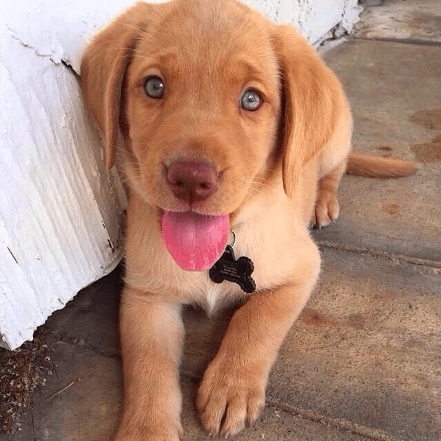 golden retriever puppy with blue eyes