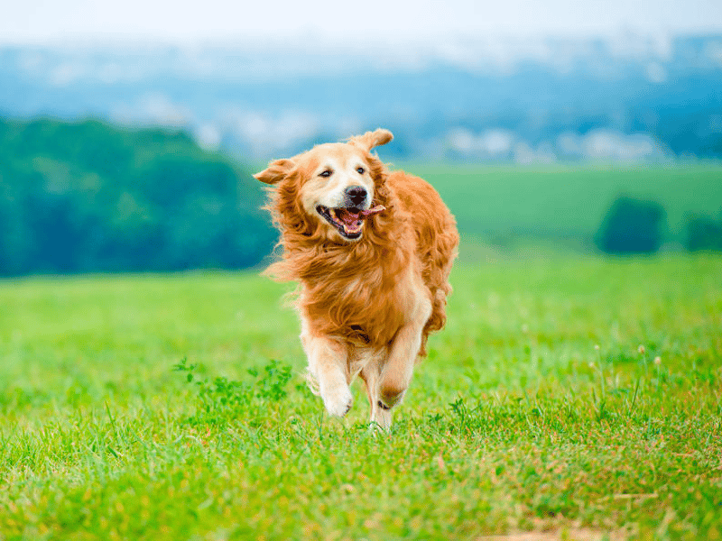 how fast a golden retriever can run