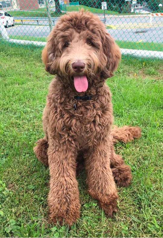 Adirondack Goldendoodles