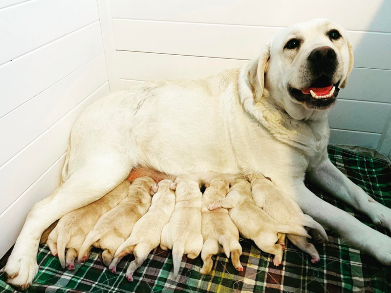 Top 8 Best Labrador Retriever Breeders in Connecticut (CT)