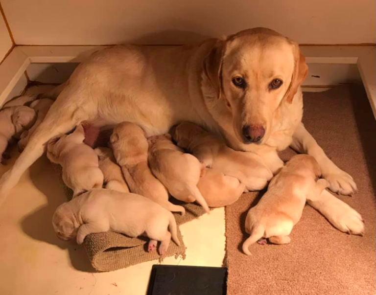 Top 10 Best Labrador Retriever Breeders in Iowa (IA)