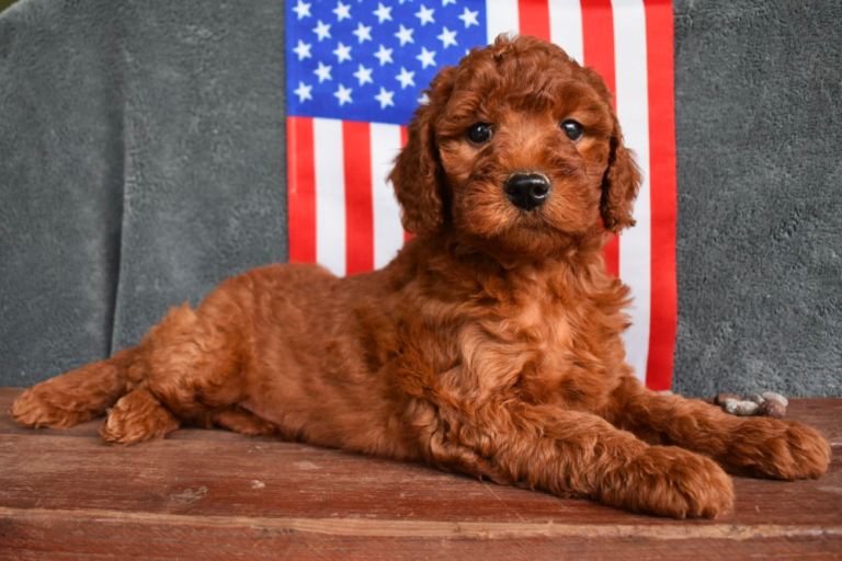 Best Goldendoodle Breeders in New York