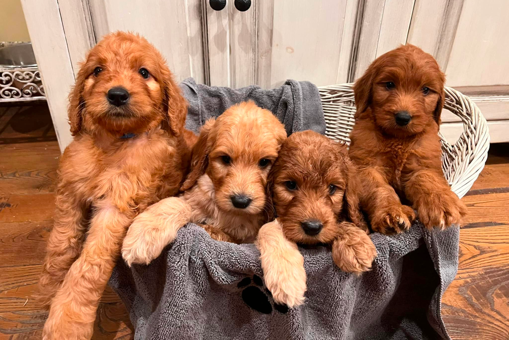 Top 8 Best Goldendoodle Breeders In New Jersey NJ