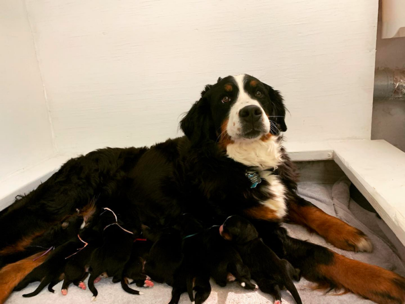 Top 8 Best Bernese Mountain Dog Breeders in Colorado (CO)