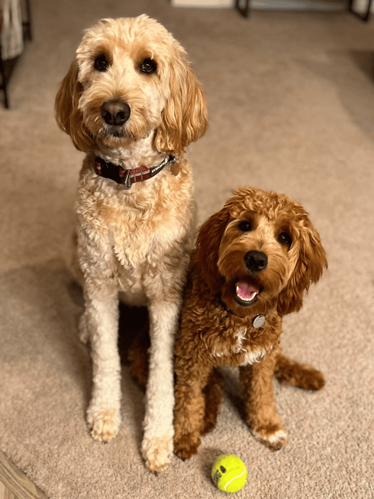 Top 10 Best Goldendoodle Breeders in Indiana (IN)