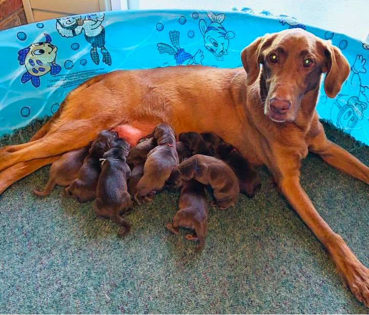 Crimson Labradors Kennels