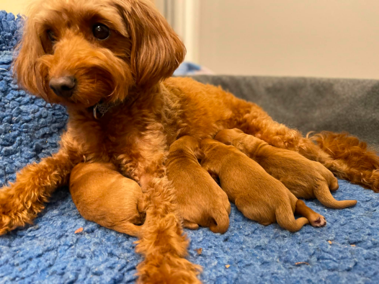 Daisy’s Mini Golden Doodle puppies
