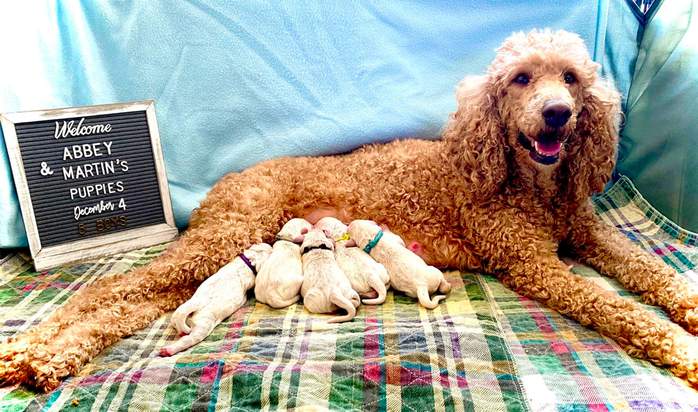 Mini Multigenerational English Goldendoodles