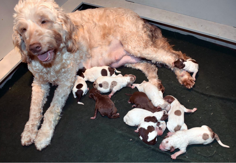 European English Goldendoodles for sale in Minnesota