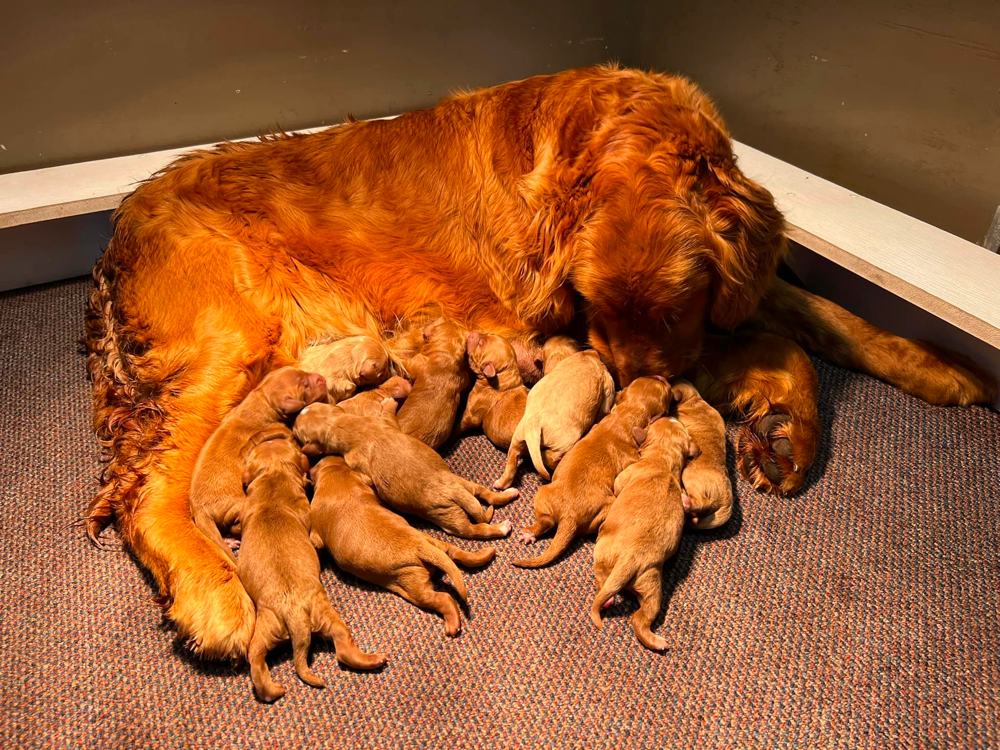 F1 Miniature Goldendoodles in Iowa