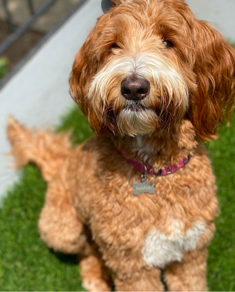 Four Gables Goldendoodles