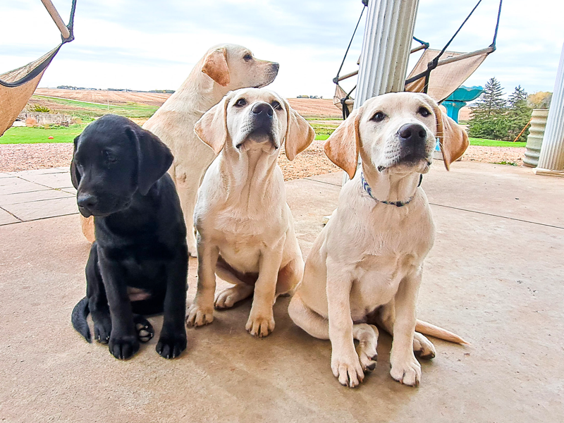 Fowl Mouth Labradors