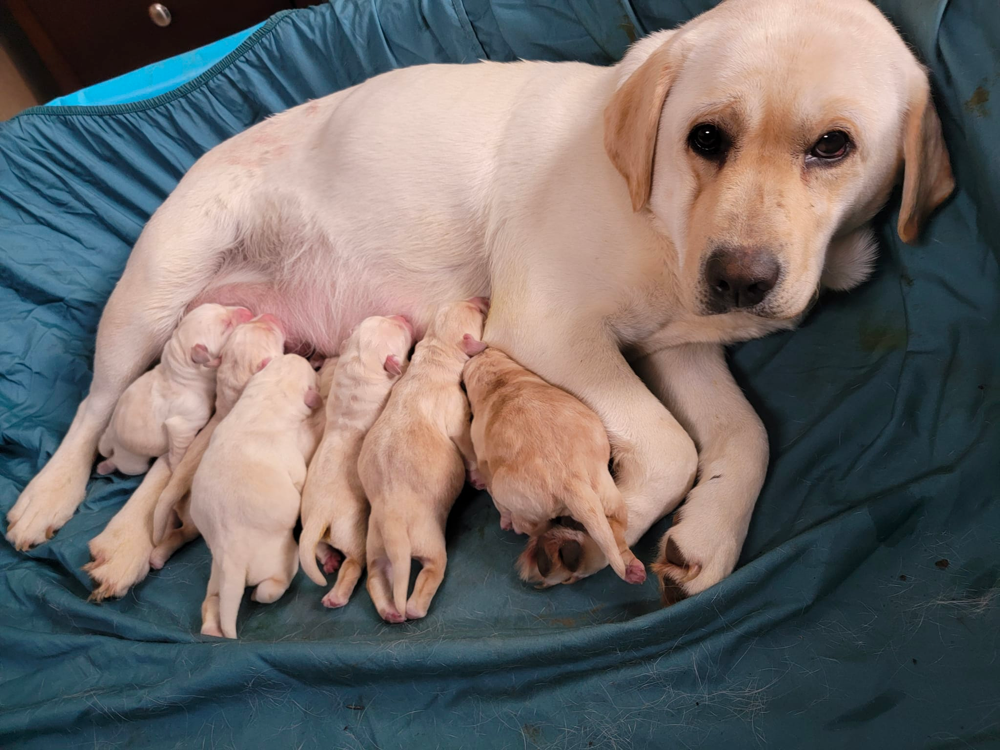 Garrard Creek Labradors