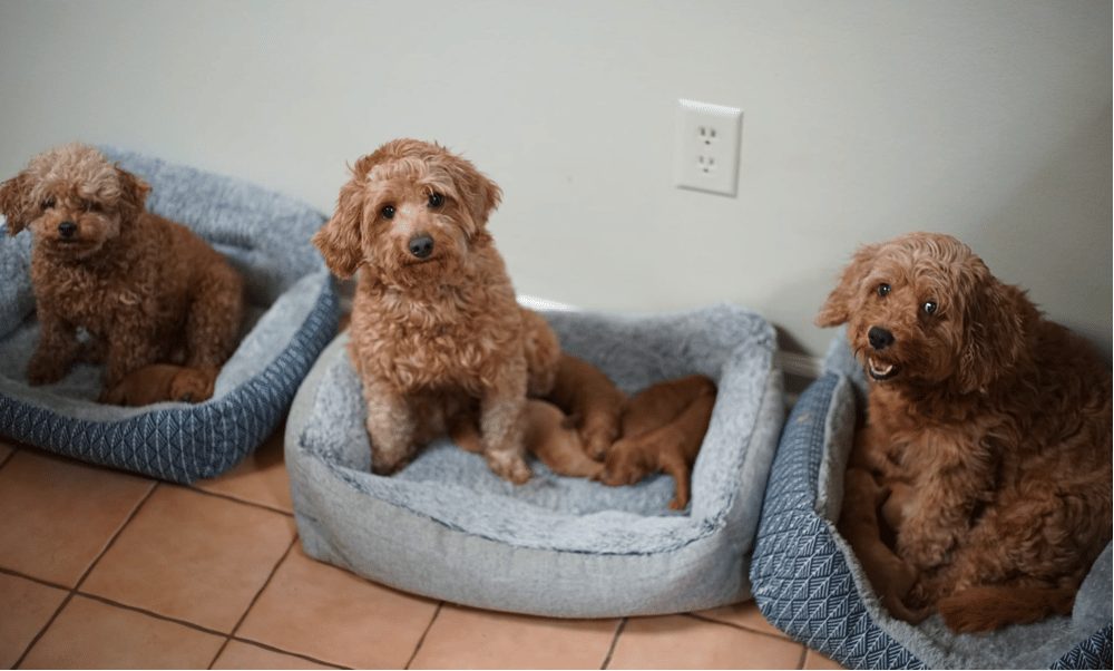 Goldendoodle Puppies for sale in Georgia