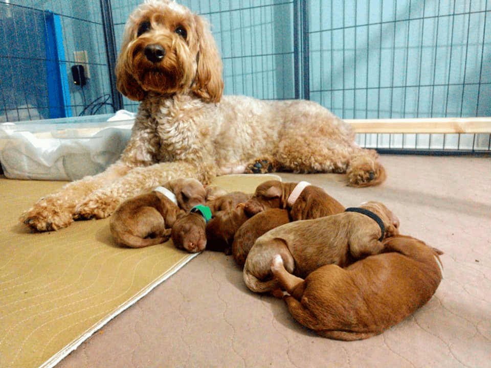 Gertie’s Goldendoodles