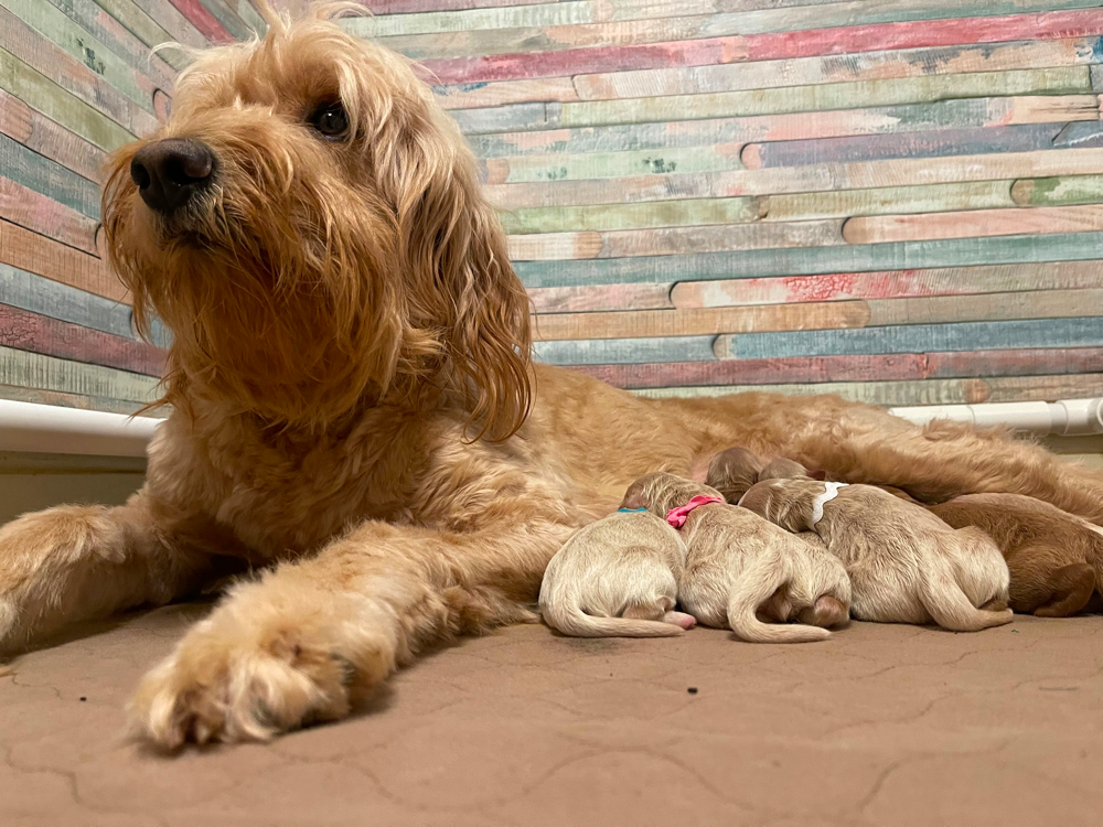 Golden Honey Kennel